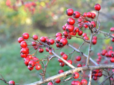 Alıç olgun kırmızı meyve ile Dal (Crataegus)