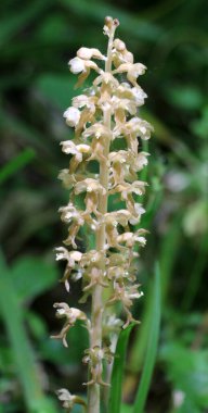 Vahşi doğada, nadir bulunan Kırmızı Kitap orkidesi Neottia nidus-avis ormanda yetişir.