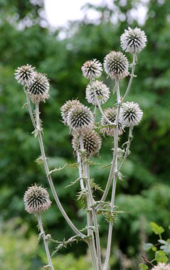 In the wild, the honey plant echinops sphaerocephalus blooms clipart