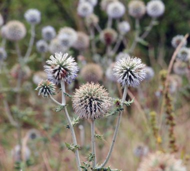 Vahşi doğada, bal bitkisi echinops sphaerocephalus çiçek açar.