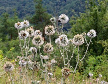 Vahşi doğada, bal bitkisi echinops sphaerocephalus çiçek açar.