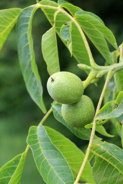 Yumuşak derili yeşil, olgunlaşmamış bir ceviz bir ağaç dalında yetişir.