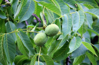 Yumuşak derili yeşil, olgunlaşmamış bir ceviz bir ağaç dalında yetişir.