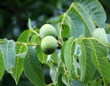 A green, unripe walnut with a soft skin grows on a tree branch clipart