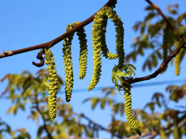 Ceviz ağacının dalında açan bahar çiçekleri.
