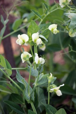 Açık organik toprakta sebze tomurcukları açar.