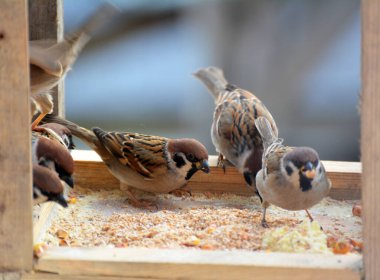 Kışın serçeler, ilgili insanlar tarafından yerleştirilen ve doldurulan yapay bir besleyiciyi gagalarlar.