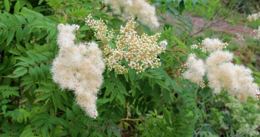 Yazın başında, Sorbaria Sorbifolia vahşi doğada çiçek açar.