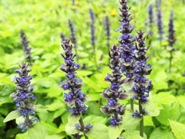 Ajuga sürüngenleri doğada büyür ve çiçek açar.