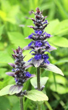 Ajuga sürüngenleri doğada büyür ve çiçek açar.