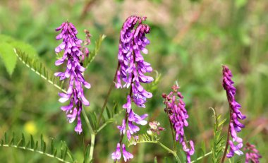 Thin-leaved peas (Vicia tenuifolia) blooms in the meadow in the wil clipart