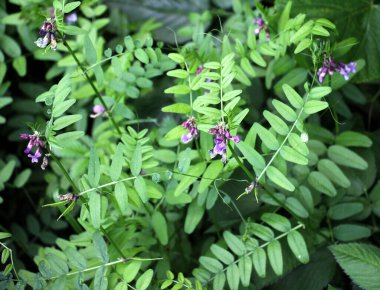 Vicia sepium doğada otlar arasında yetişir.