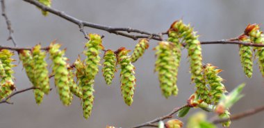 İlkbaharda, boynuz direğinde çiçekler açar.