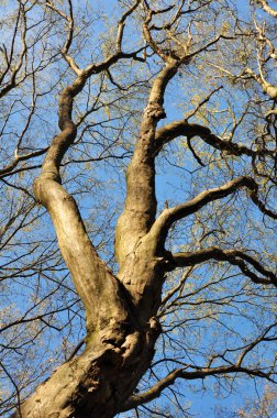 Hornbeam ağaçları ormanda yetişir. 