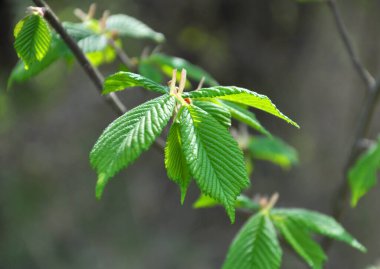 Hornbeam (Carpinus) ormanda yetişen genç yapraklı ağaç dalı