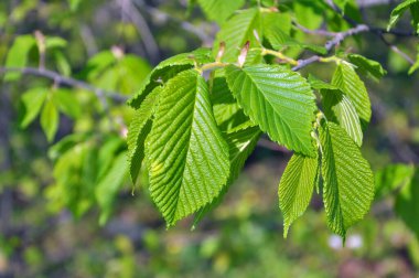 Hornbeam (Carpinus) ormanda yetişen genç yapraklı ağaç dalı