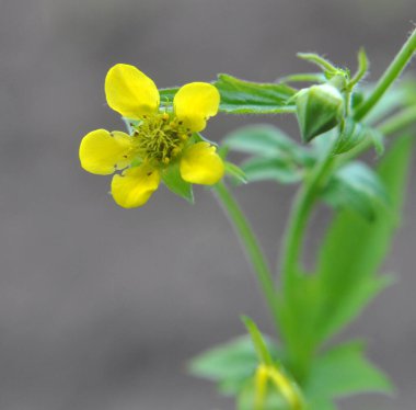 Geum urbanum otların arasında yetişir.