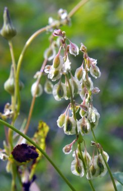 Wild shrub buckwheat (Fallopia dumetorum), which twists like a weed growing in the wild clipart