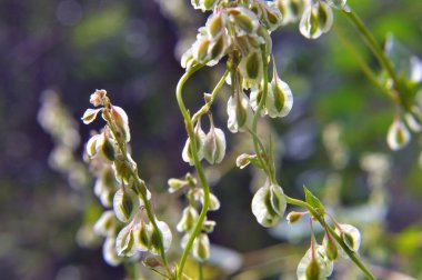 Wild shrub buckwheat (Fallopia dumetorum), which twists like a weed growing in the wild clipart