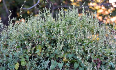 Wild shrub buckwheat (Fallopia dumetorum), which twists like a weed growing in the wild clipart