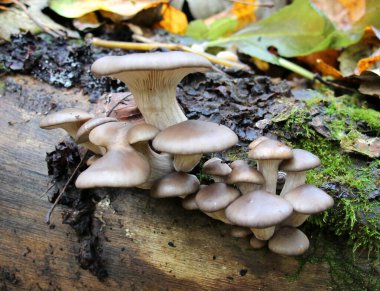 In the wild, oyster mushroom (Pleurotus ostreatus) grow on tree trunks clipart