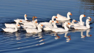 Evcil kaz sürüsü nehirde yıkanır.