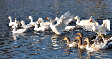 Evcil kaz sürüsü nehirde yıkanır.