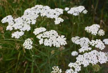 Yarrow (Achillea) blooms in the wild among grasses clipart