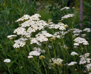 Yarrow (Achillea) blooms in the wild among grasses clipart