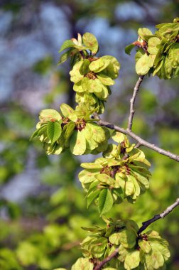 Spring elm (Ulmus) twig with leaves and flowers clipart