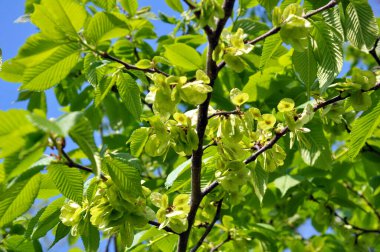 Bahar karaağacı (Ulmus) yapraklı ve çiçekli dal