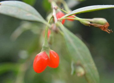 Vahşi doğada yetişen Lycium barbarının bir dalında meyveler olgunlaştı.