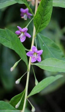 Vahşi doğada bir dal dalı açar Lycium barbarlığı