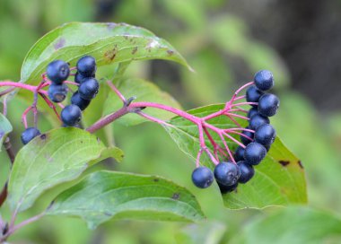 Mısırın mavi ve siyah meyveleri bir çalılığın dalında olgunlaşır..