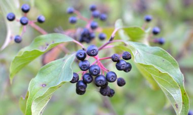 Mısırın mavi ve siyah meyveleri bir çalılığın dalında olgunlaşır..