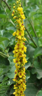 Vahşi doğada siyah mullein (Verbascum nigrum) çiçek açar