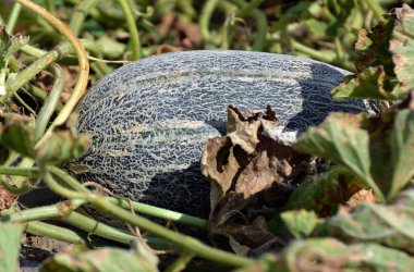 Yazın, karpuzlar açık organik topraklarda yetişir.