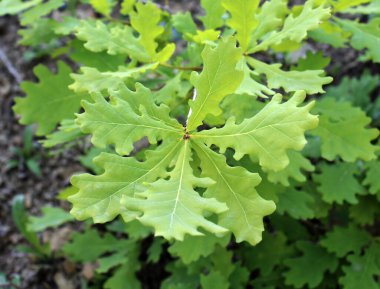 A valuable oak tree with a branch and leaves