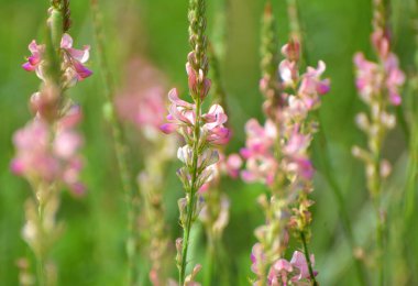 Yabani otların arasındaki çayırlarda azizler çiçek açar (onobrychis)).