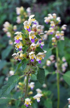 Yaz mevsimi yabani otların arasında, ısırgan otu filizleri Galeopsis Specosa