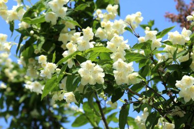 Bahçede bahar çiçek açıyor yasemin çalısı