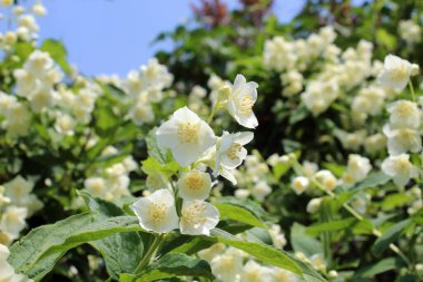 Bahçede bahar çiçek açıyor yasemin çalısı