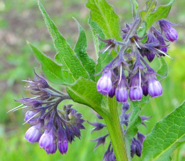 Çayırda, yabani otların arasında kuş (Symphytum officinale) çiçek açıyor.