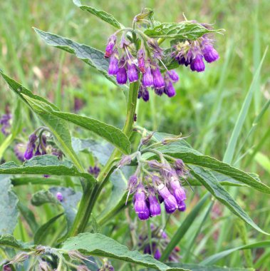 Çayırda, yabani otların arasında kuş (Symphytum officinale) çiçek açıyor.