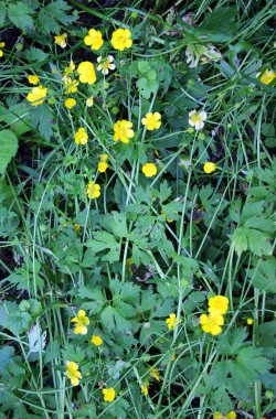 Creeping buttercup (Ranunculus repens) grows among grasses in the wild clipart