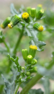 In nature, Senecio vulgaris grows as a weed clipart