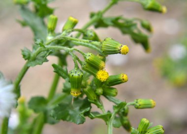 Doğada Senecio vulgaris yabani ot gibi yetişir.