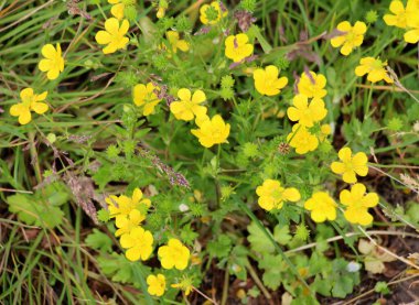 Sardinian buttercup (Ranunculus sardous) grows as a weed in the wild clipart