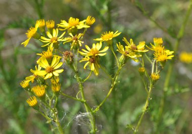 Vahşi doğada, Jacobaea vulgaris bitkisi otların arasında yetişir.