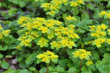 İlkbaharda vahşi doğada krisosplenyum alternatif neşter açar.